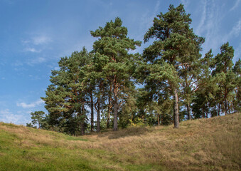 Pine trees on a grassy hillside under blue sky