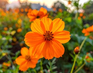 Orange cosmos flowers close-up