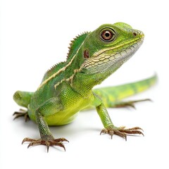 Fototapeta premium Emerald Majesty: A close-up view of a vibrant green lizard, with a detailed focus on its scales, captivating eyes, and unique features, showcasing the beauty of the creature.