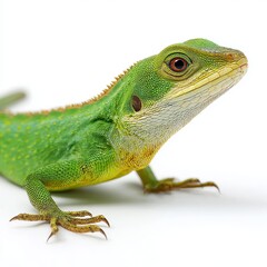 Fototapeta premium Vibrant Green Lizard: A close-up studio shot of a vibrant green lizard, showcasing its scales, eyes, and intricate features against a backdrop.