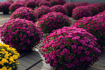 Naklejka premium Chrysanthemum flowers in greenhouse with blooming pink, yellow and white blossoms arranged in rows for gardening and seasonal decoration