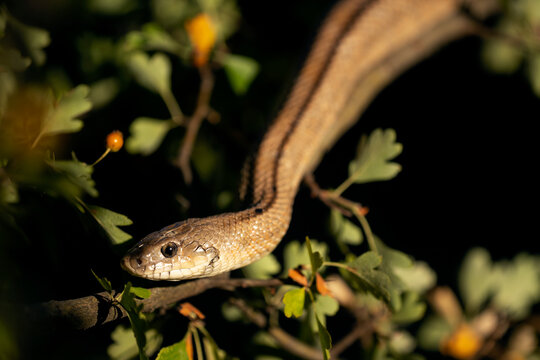 Zamenis scalaris portrait with natural background