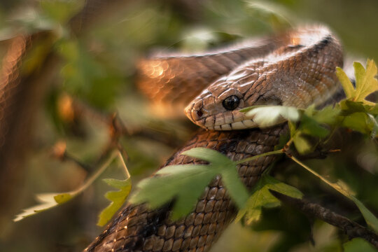 Close-up portrait of Zamenis scalaris in natural habitat