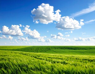 Fototapeta premium A vast field of vibrant green wheat stretches beneath a vibrant blue sky dotted with fluffy white clouds, creating a serene and peaceful scene.
