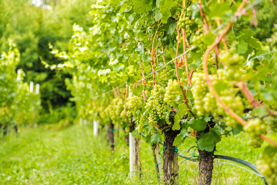 Vineyard with lush green grapes in a scenic plantation