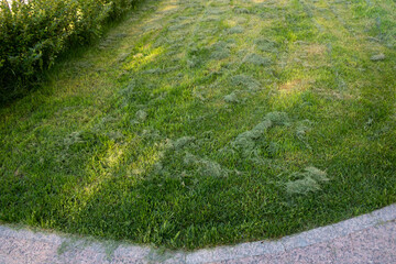 Dried green grass on a trimmed lawn on a sunny summer day