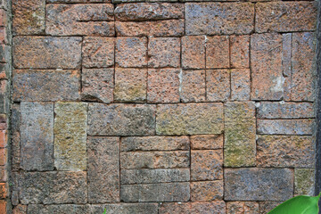 Brick wall with a green plant growing out of it