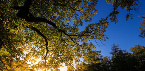 Tree with leaves is in the foreground and the sky is blue