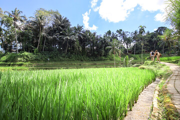Obraz premium Lush green field with a path leading through it