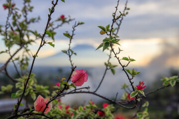 Tree with pink flowers and a mountain in the background