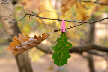 Brown dry and green leaf on an oak branch.The concept of the changing seasons.