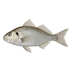 Obraz premium Fresh Silver Fish Isolated Seafood Marine Animal For Fishing Cooking Market And Nutrition