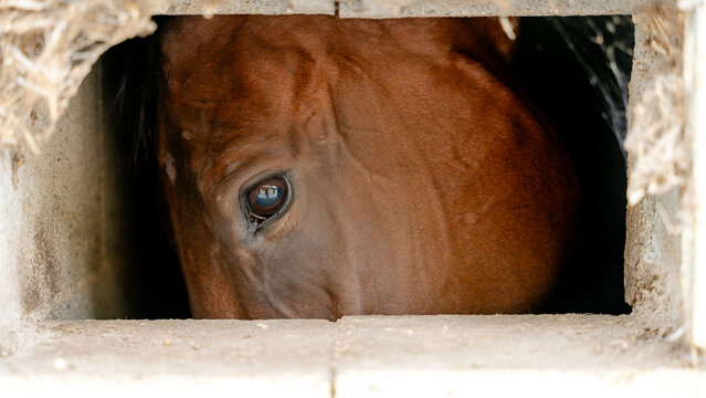 Horse looking through stable window in equestrian center