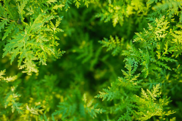Fototapeta premium Lush green foliage fills the space with vibrant, textured leaves