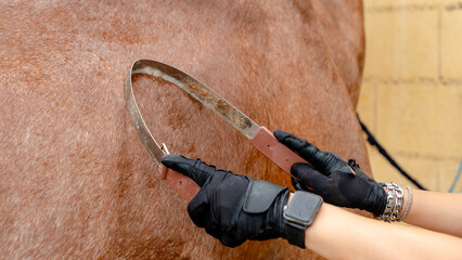 Groomer's hands using a curry comb on horse's coat