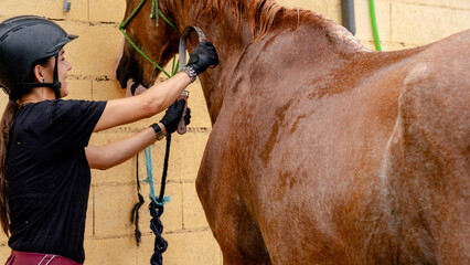 Grooming horse using a curry comb
