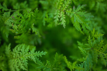 Green foliage fills the view with vibrant leaves and natural beauty