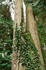 Ivy climbing plant with green leaves on a tree trunk