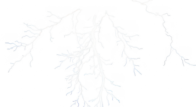 Delicate white branches create a subtle and ethereal botanical illustration isolated on transparent background