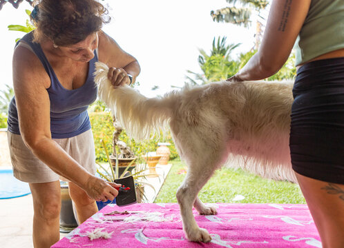 Two women brushing golden retriever’s tail during grooming