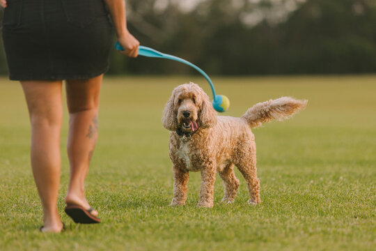 Woman playing fetch with her dog in a grassy field