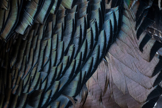 Close up of detailed turkey feathers