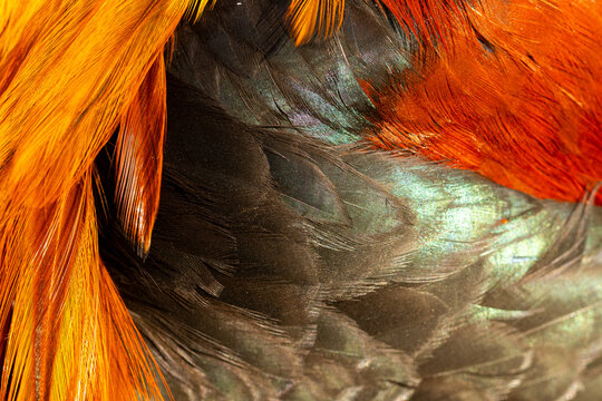 Fototapeta Close up of vibrant poultry feather details
