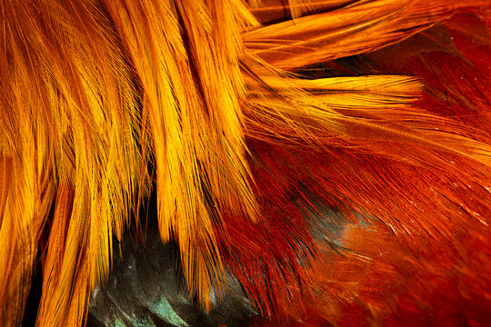 Close up view of vibrant poultry feathers