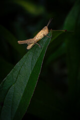 grasshopper on a leaf