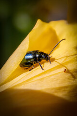 colorado potato beetle