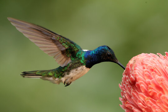Jacobin hummingbird feeding on a vibrant flower