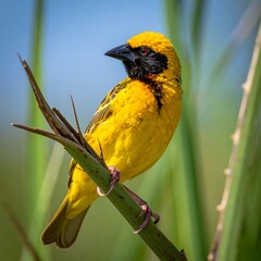 Yellow bird perched on reed