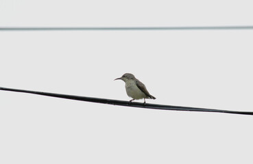bird on a branch