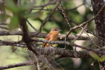 Chestnut-crowned Becard