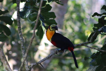 Red Breasted Toucan