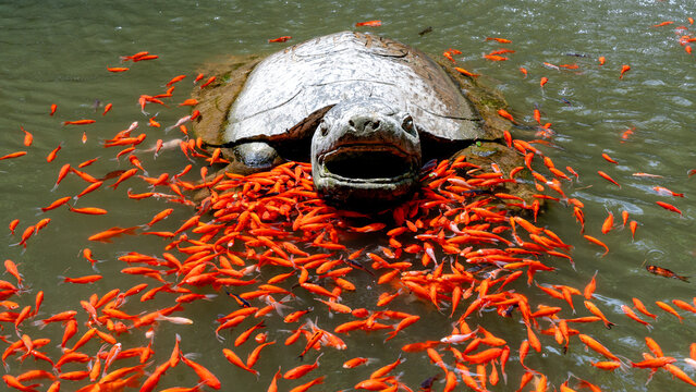 Stone turtle surrounded by vibrant koi in serene pond