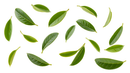 Scattered fresh green leaves on a white background