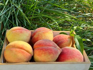 Ripe peaches picked in the orchard.