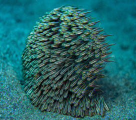 A School of juvenile Striped catfish on a sandy bottom in the tropical waters outside Bali, Indonesia