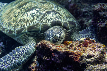 A Green sea turtle resting on a reef in Bunaken National Marine Park, Indonesia