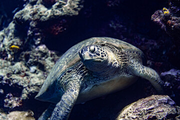 A green sea turtle resting on a reef in Bunaken Marine National Park, North Sulawesi, Indonesia