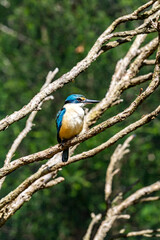 A Sacred kingfisher sitting on a branch in Victoria, Australia