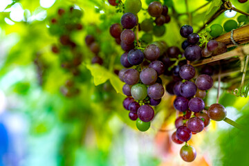 Grapes on a vine with green background
