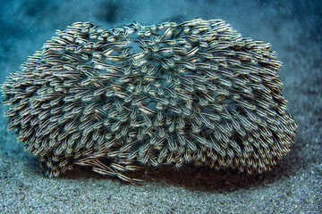 A School of juvenile Striped catfish on a sandy bottom in the tropical waters outside Bali, Indonesia