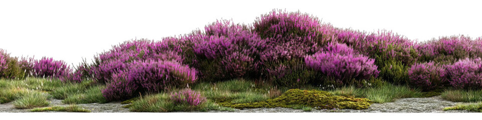 Obraz premium PNG of Vibrant clusters of pink heather bloom amidst lush greenery, creating a serene and picturesque landscape.