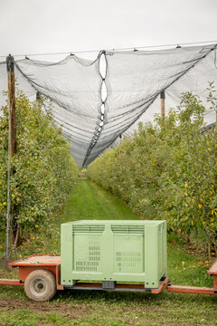 Apple orchard with protective netting and crates
