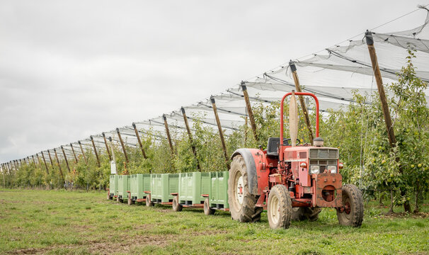 Tractor in a thriving apple orchard under nets