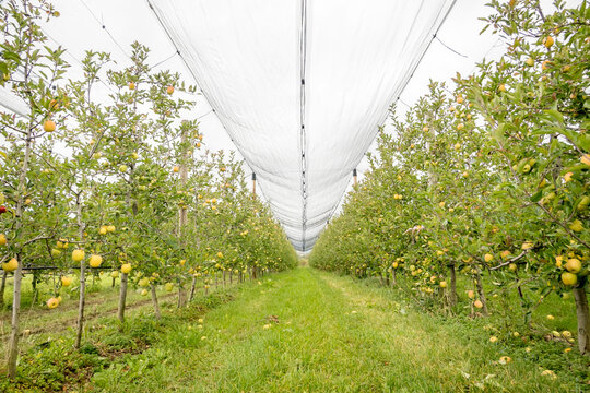 Apple orchard with rows of lush green apple trees