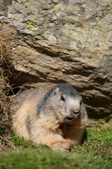 Small furry animal resting on green grass near a rocky formation, showcasing its natural habitat and the beauty of wildlife in a serene outdoor environment