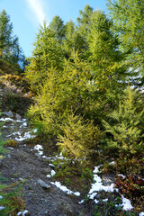 Lush green coniferous trees on a hillside with patches of snow, under a bright blue sky, showcasing the beauty of nature in a serene outdoor environment